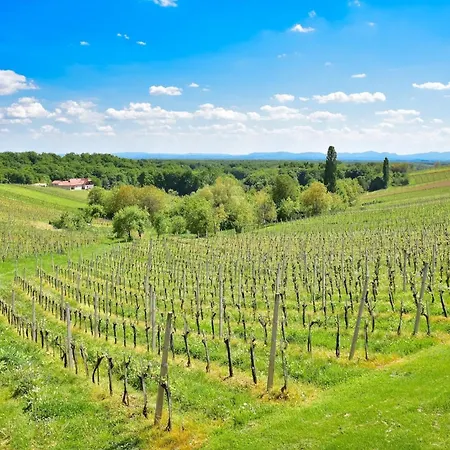 Villa Hisa Vukan - Eco House In Middle Of Vineyard With Sauna!